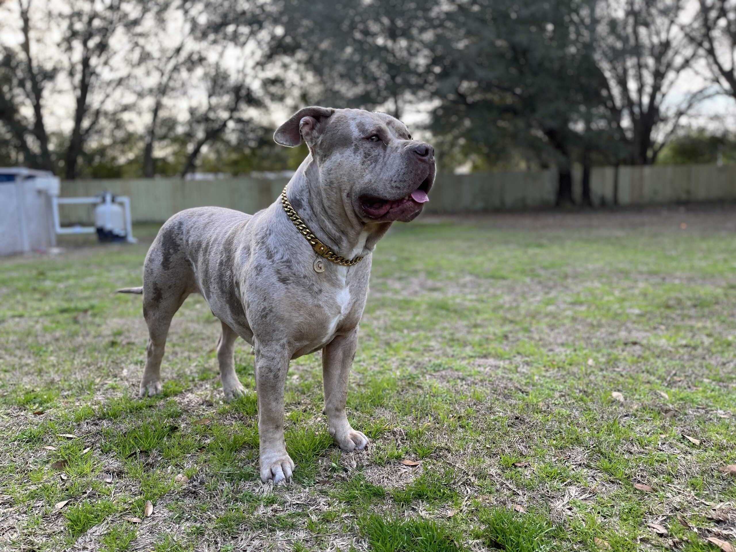 Dog Featured Image