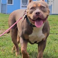 Dog Featured Image