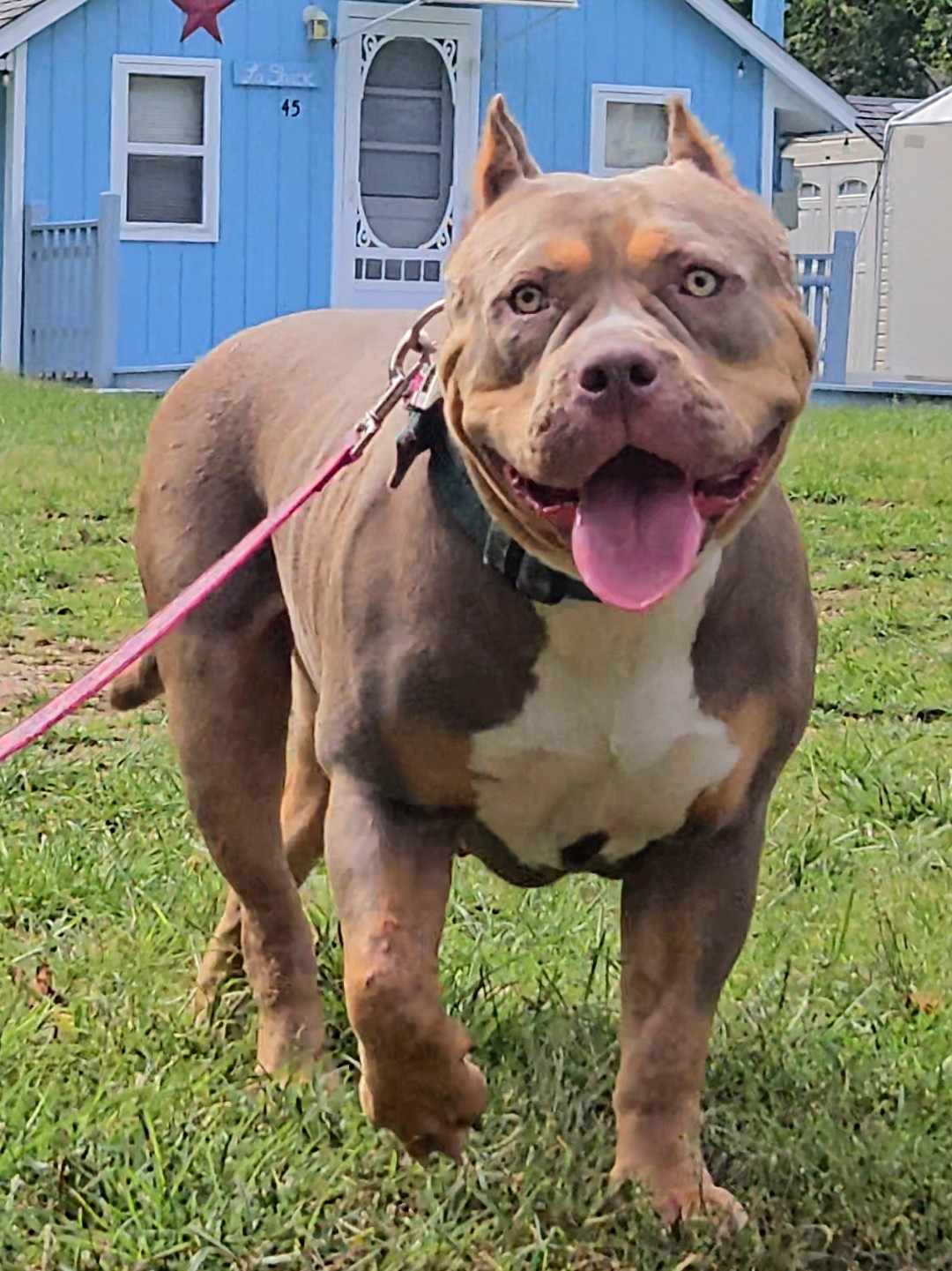 Dog Featured Image