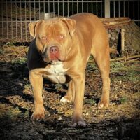 Dog Featured Image