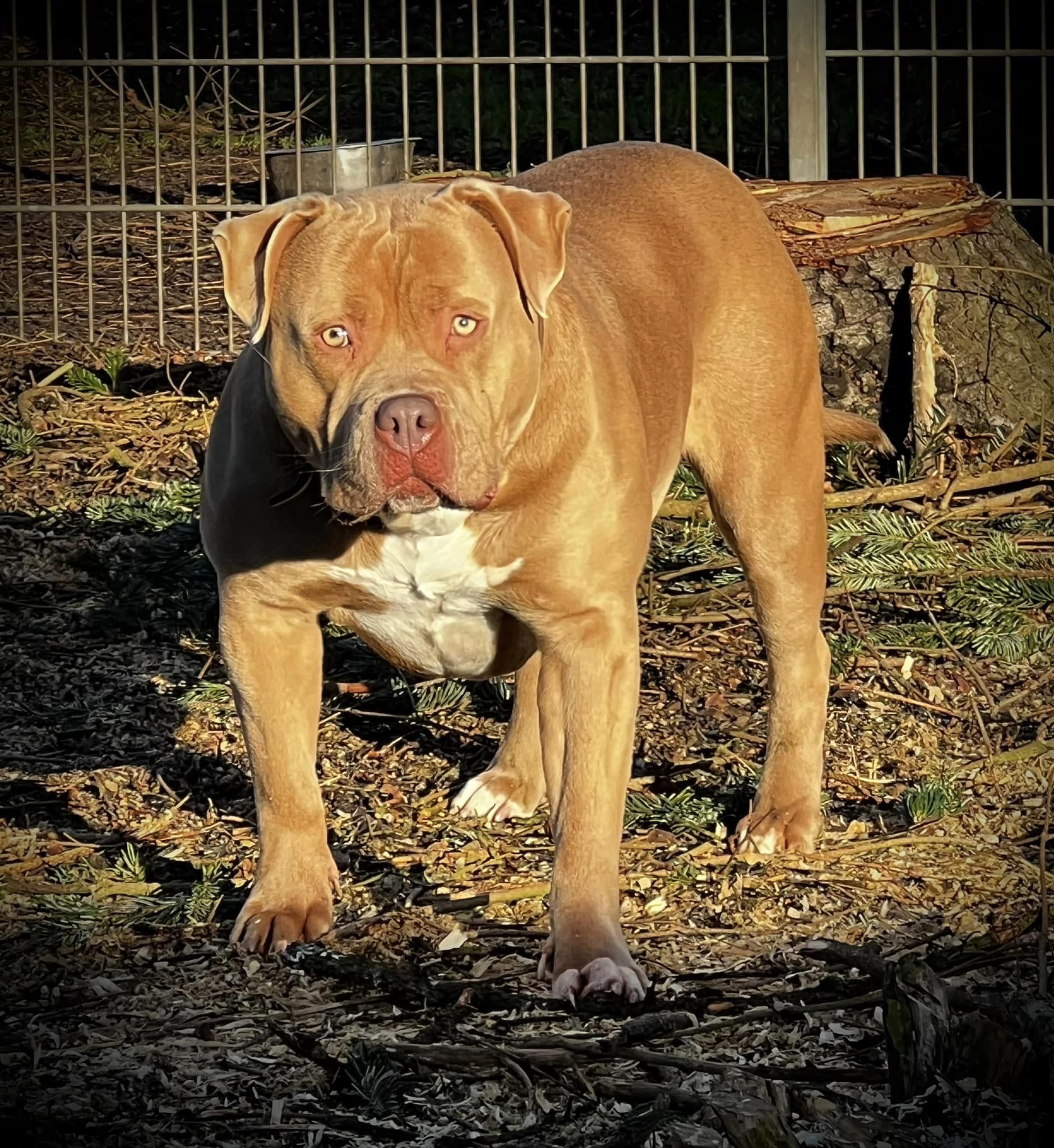 Dog Featured Image