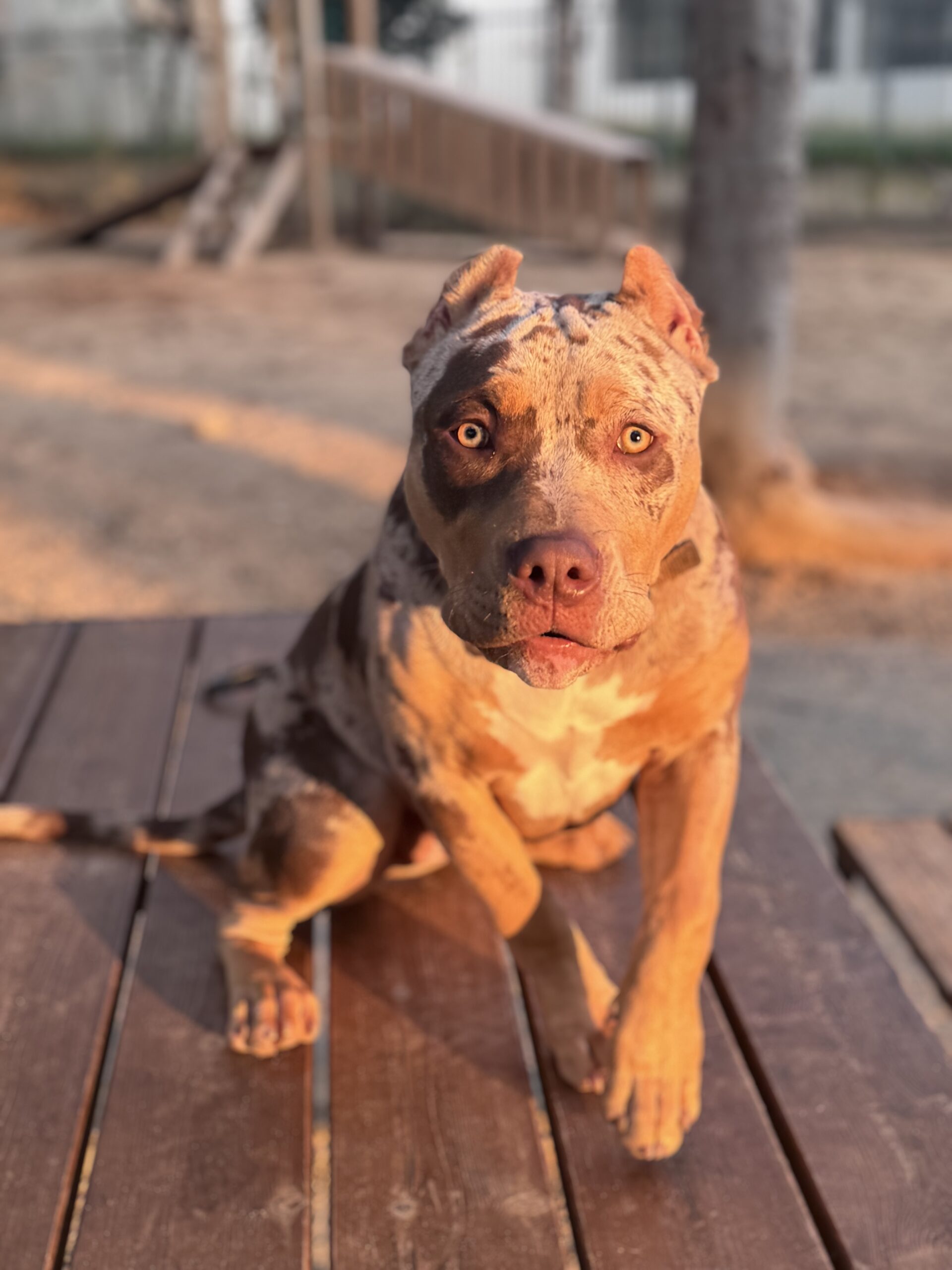 Dog Featured Image