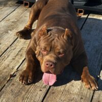 Dog Featured Image