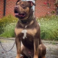 Dog Featured Image