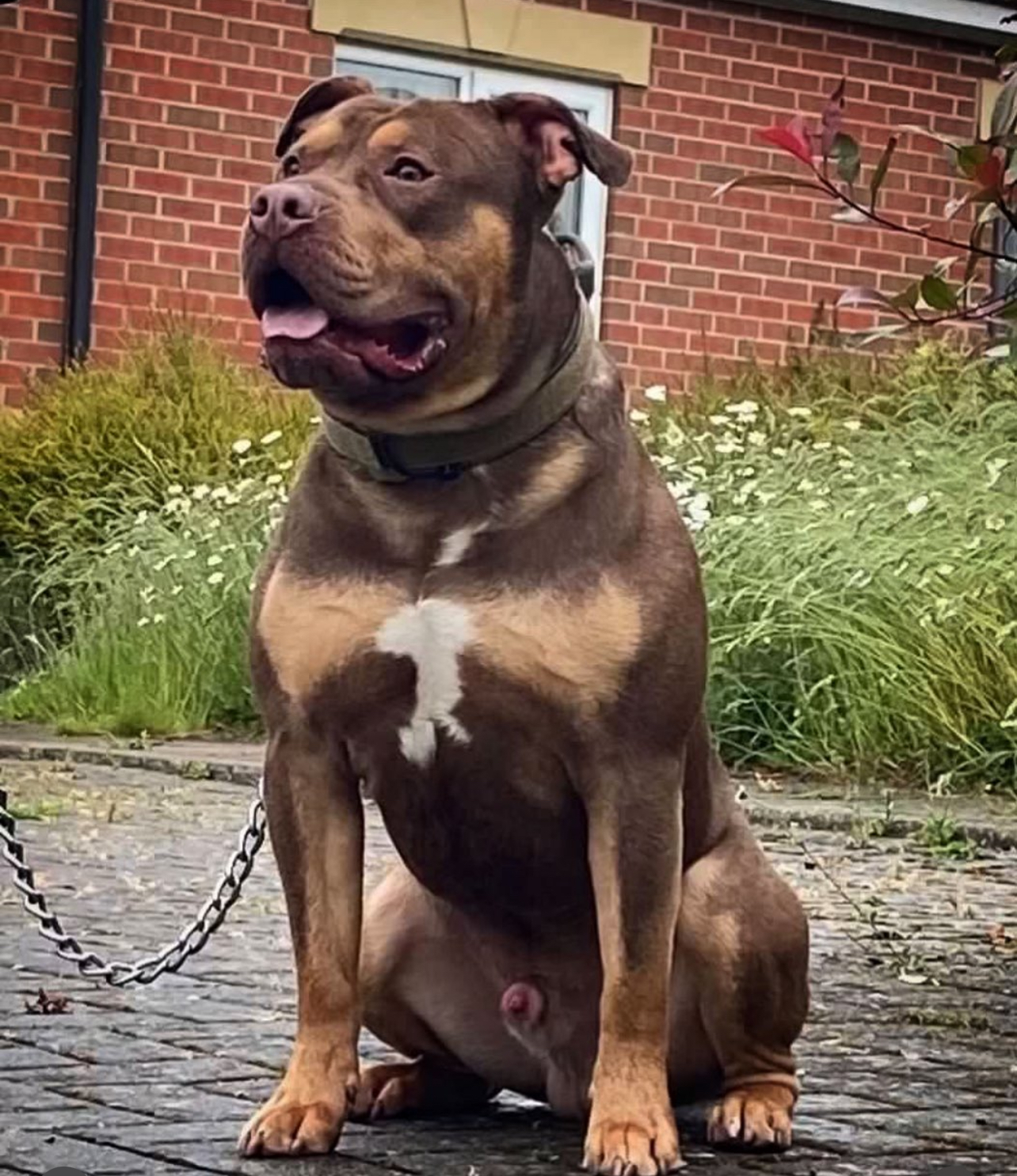 Dog Featured Image