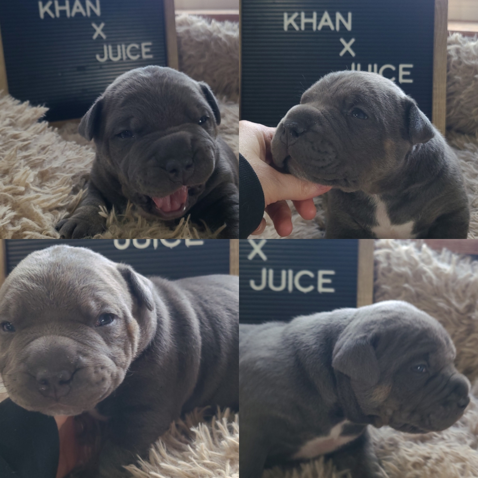 Dog Featured Image