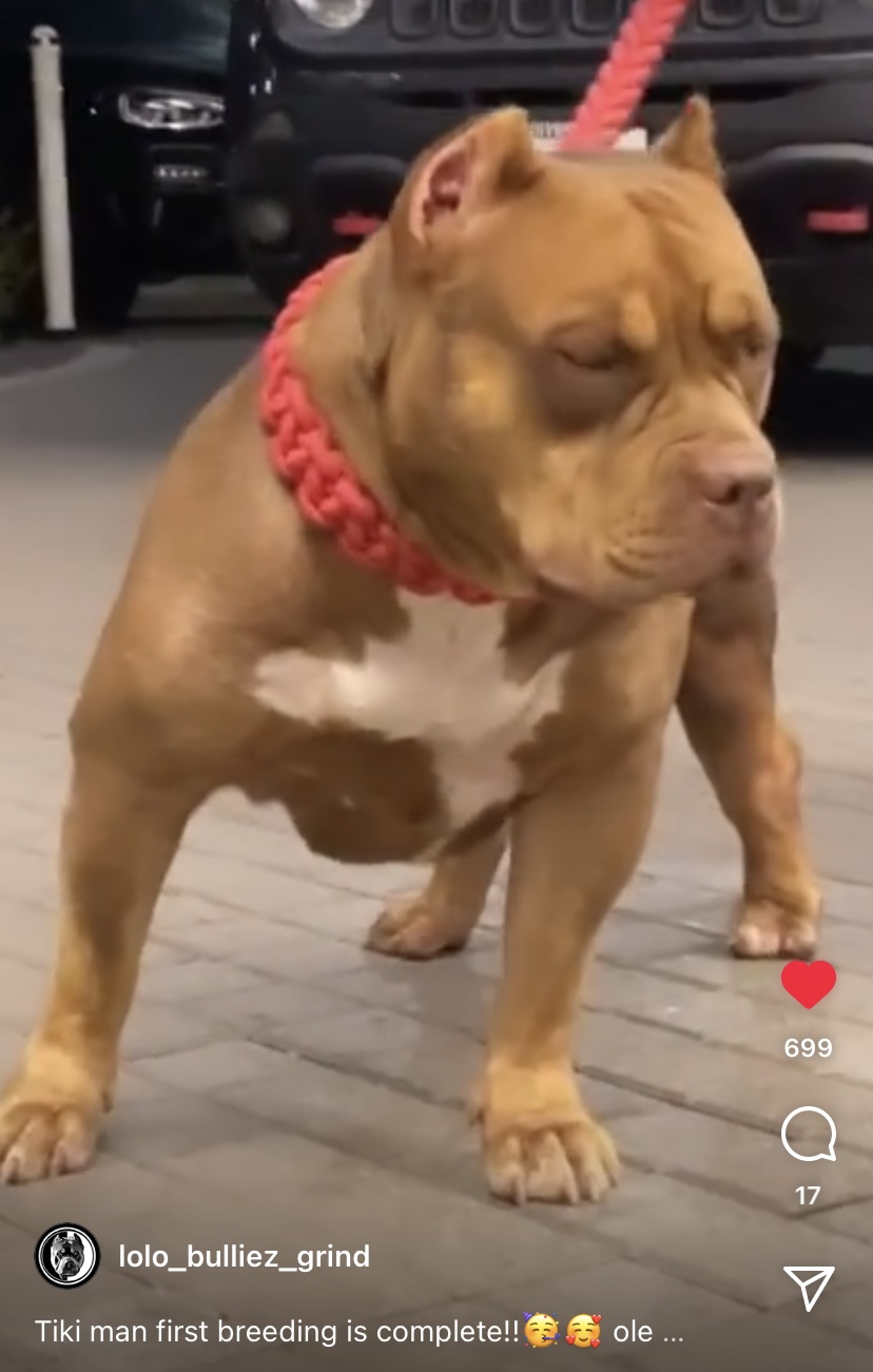 Dog Featured Image