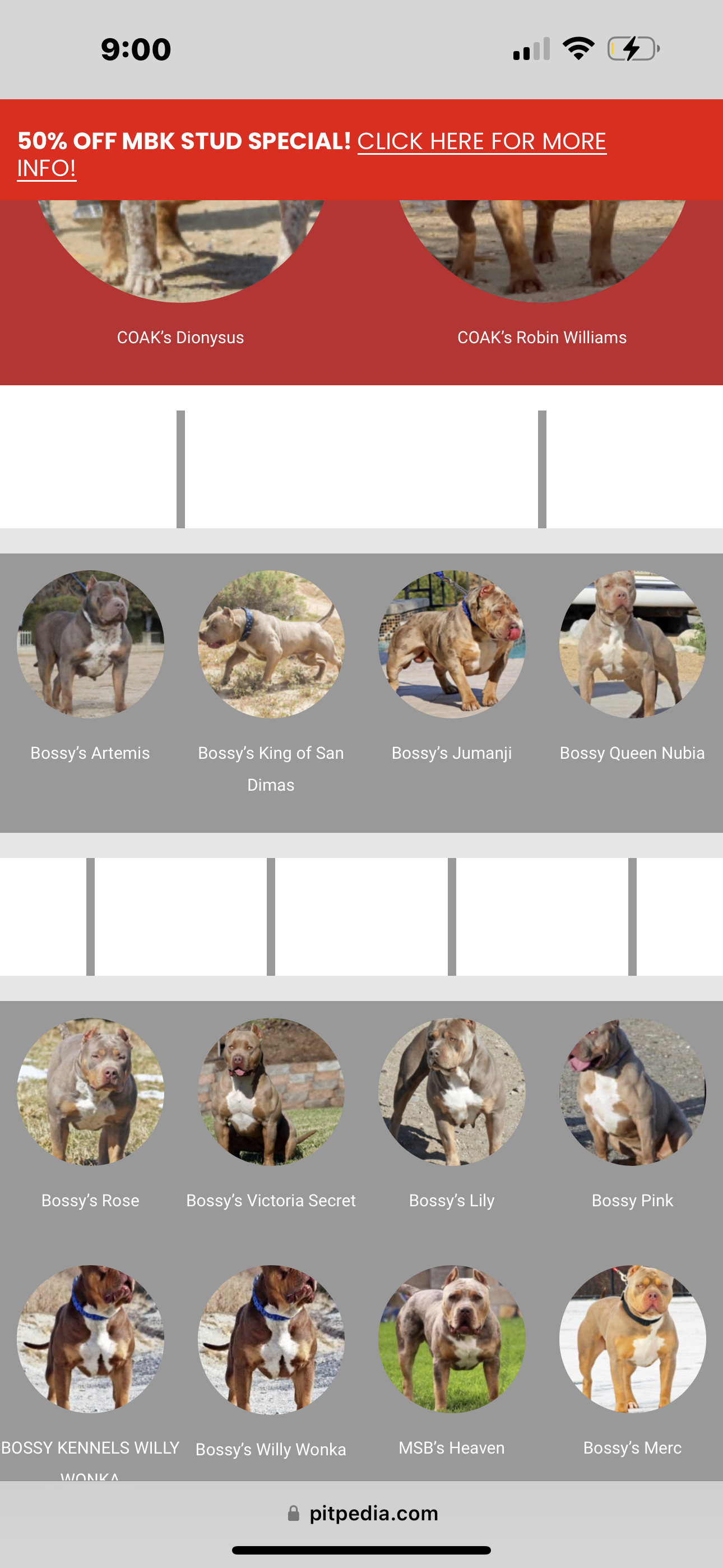 Dog Featured Image