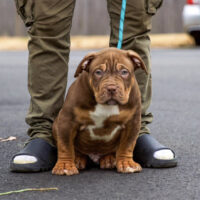 Dog Featured Image