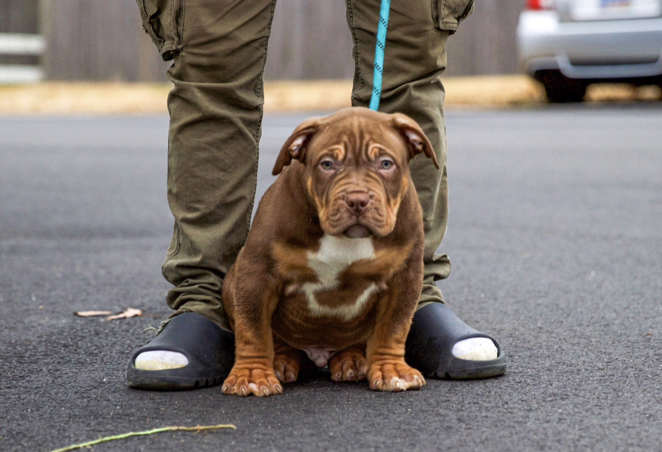 Dog Featured Image