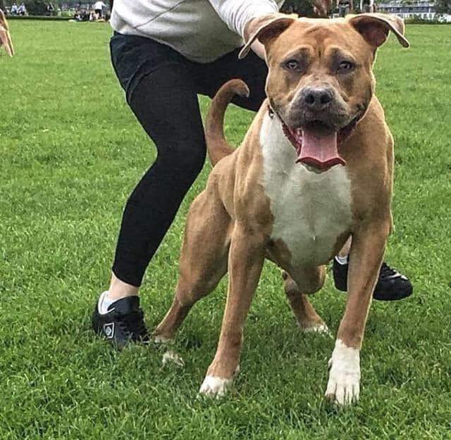 Dog Featured Image