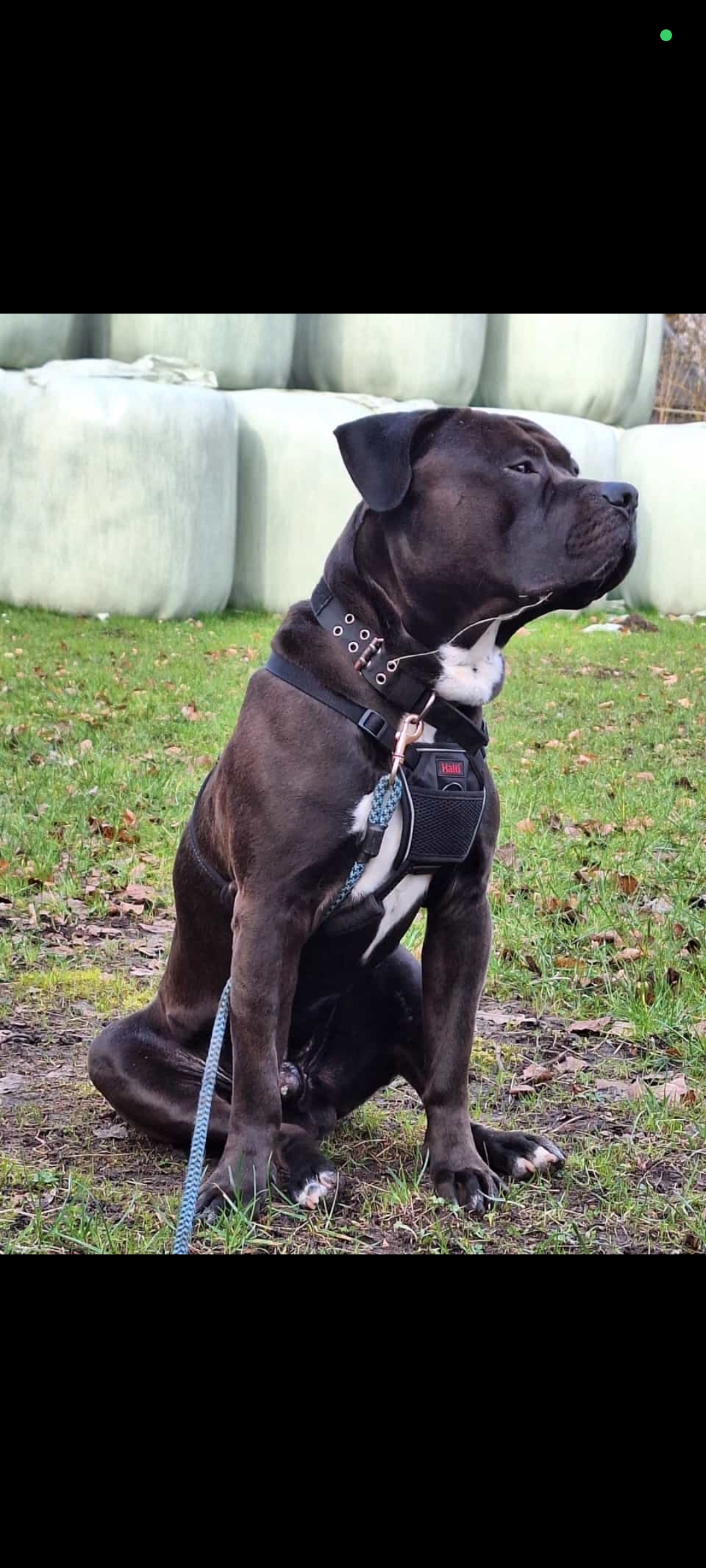 Dog Featured Image