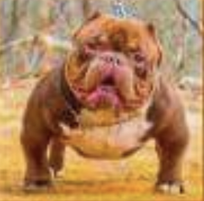 Dog Featured Image