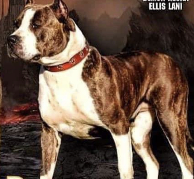 Dog Featured Image
