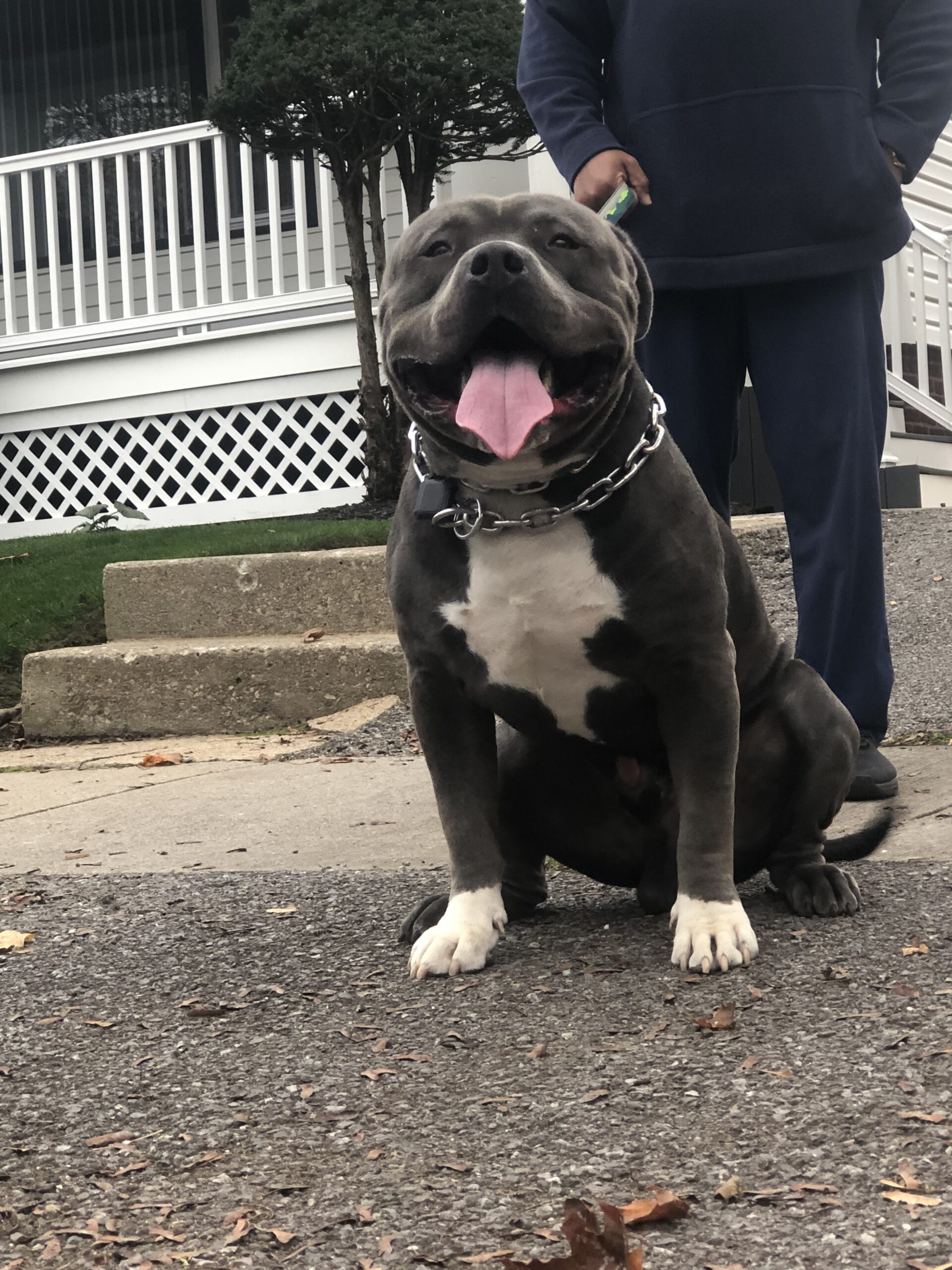 Dog Featured Image