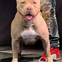 Dog Featured Image