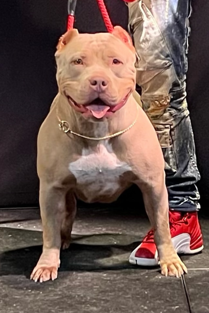 Dog Featured Image