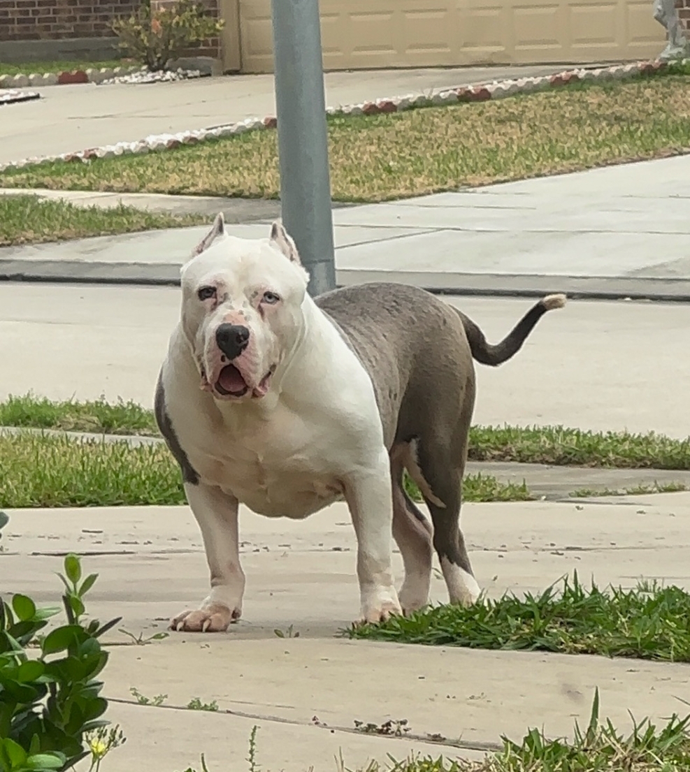 Dog Featured Image