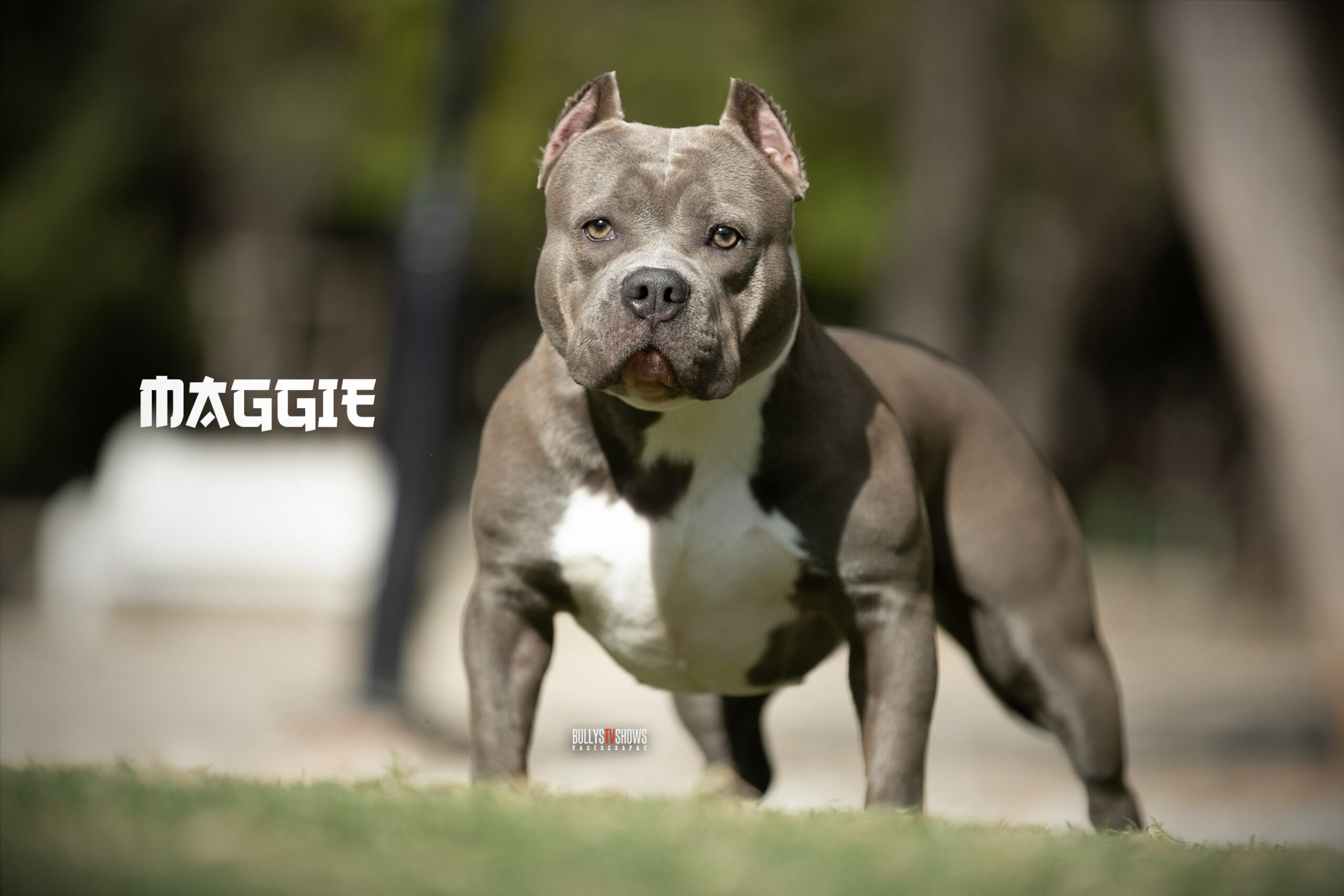Dog Featured Image