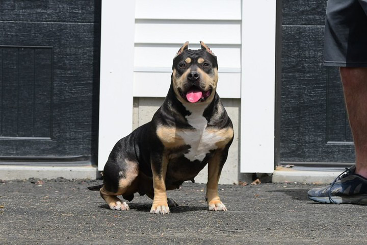 Dog Featured Image