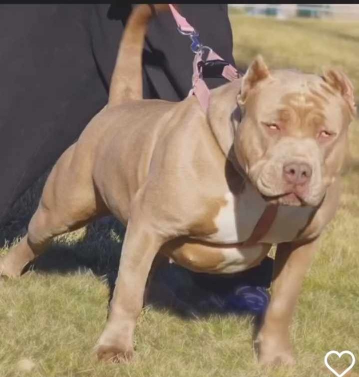 Dog Featured Image