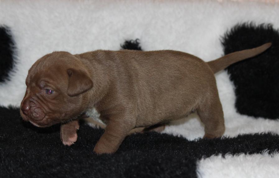 Dog Featured Image