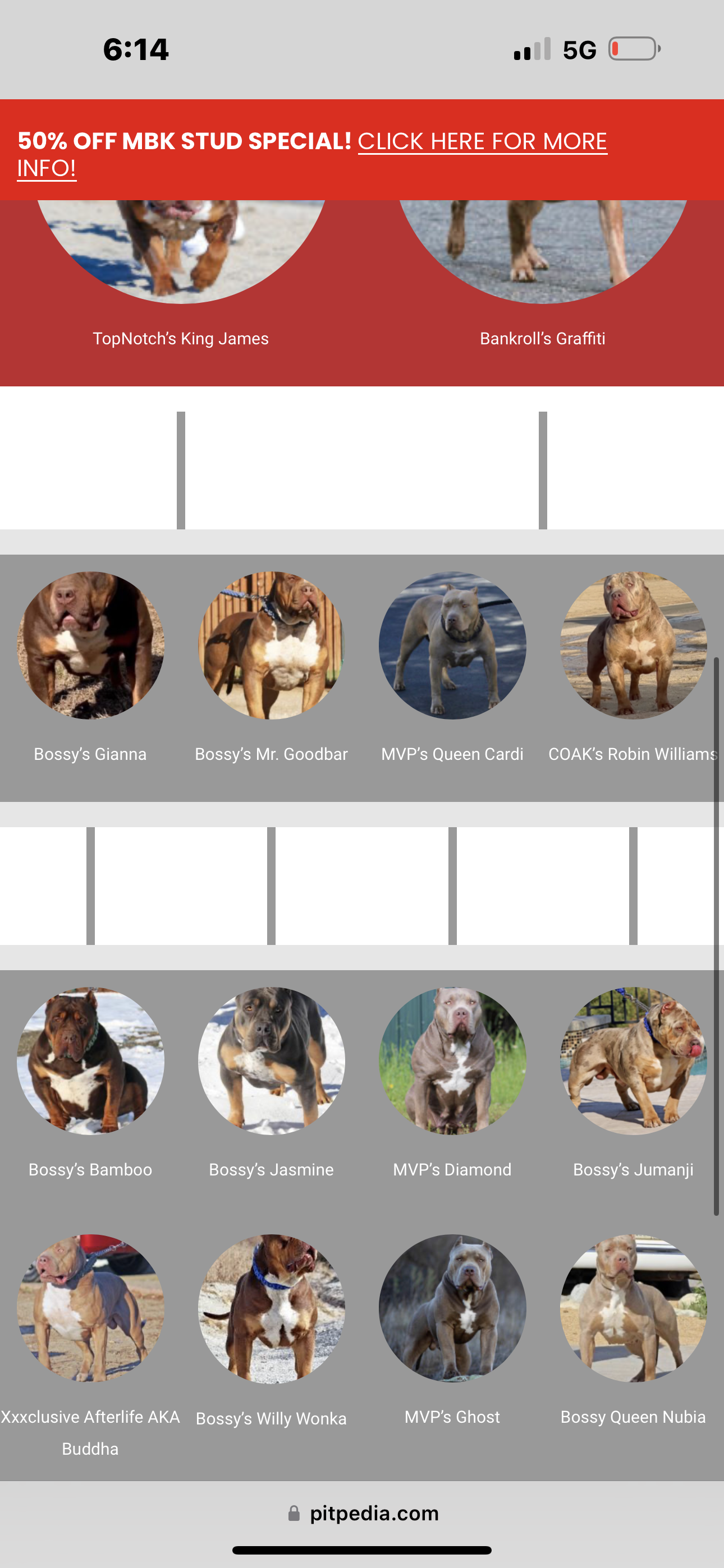 Dog Featured Image