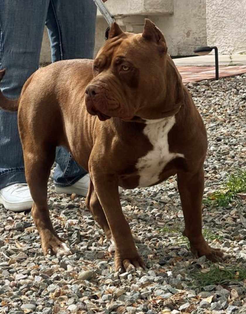 Dog Featured Image