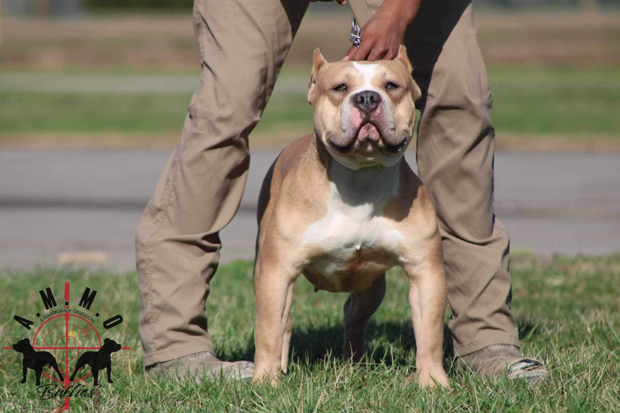 Dog Featured Image