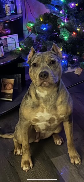 Dog Featured Image