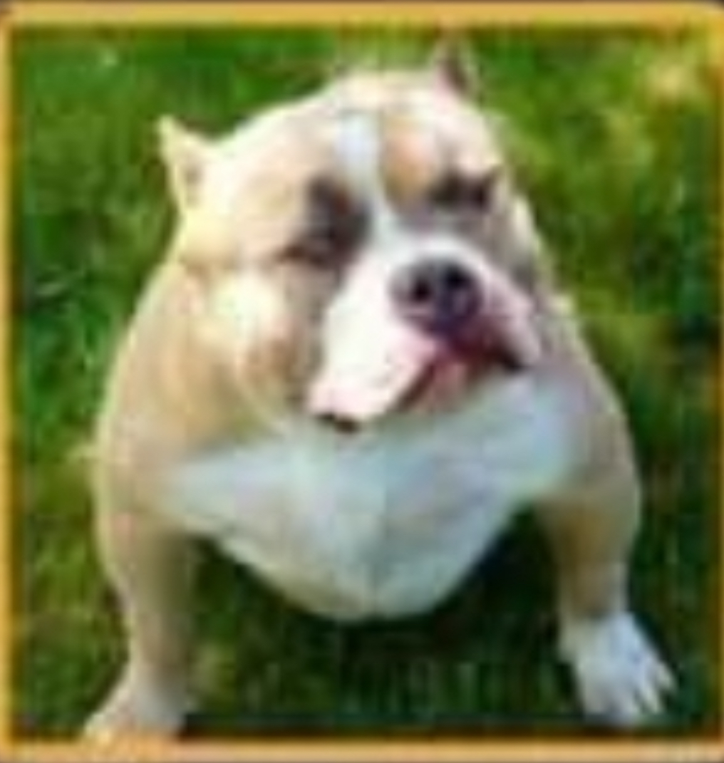 Dog Featured Image