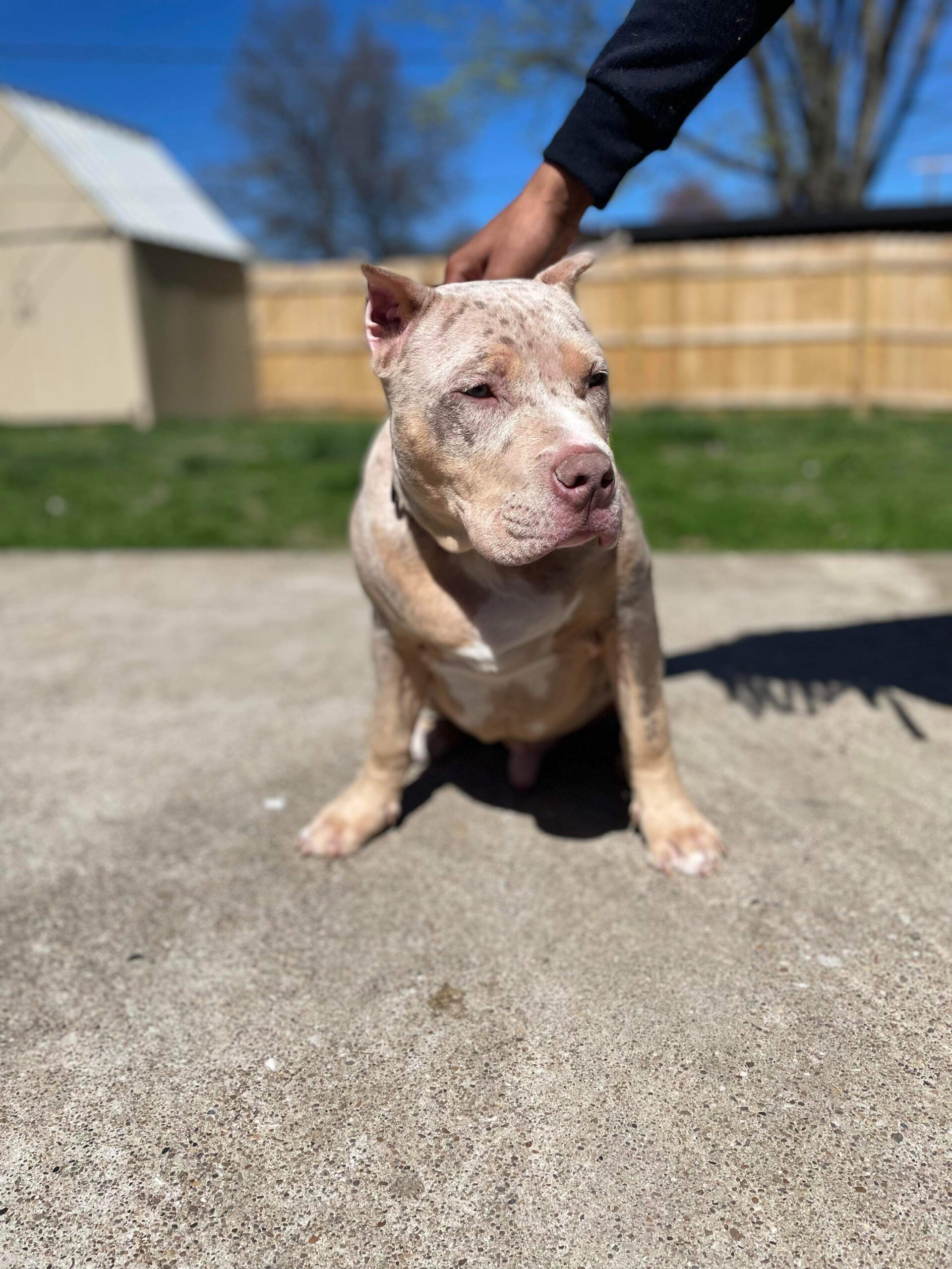 Dog Featured Image