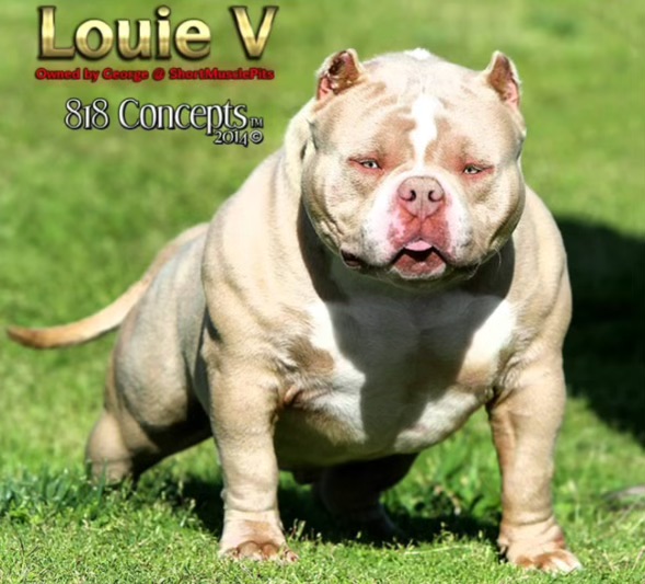 Dog Featured Image