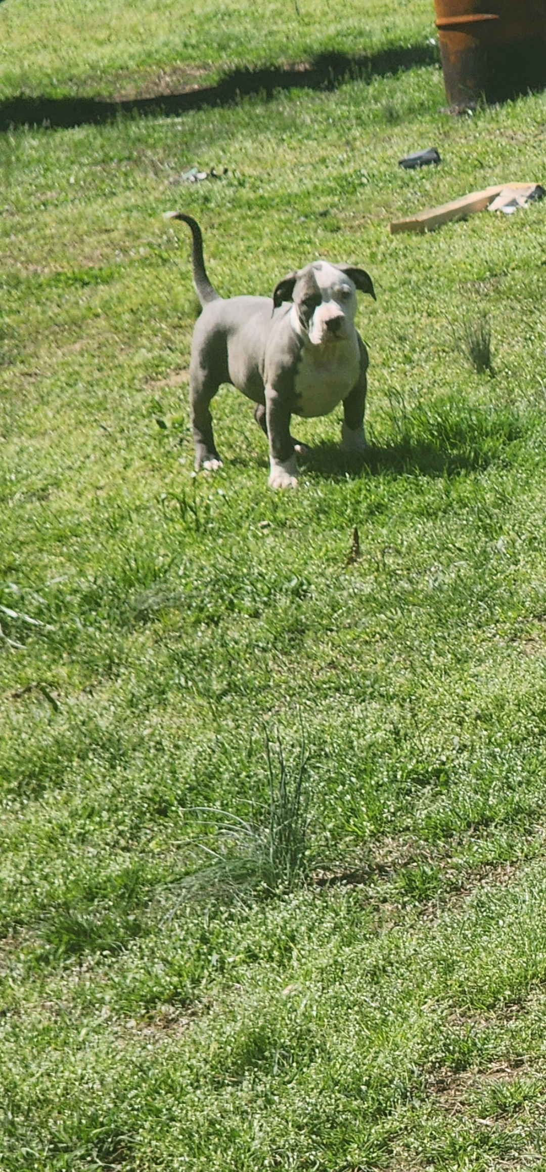 Dog Featured Image