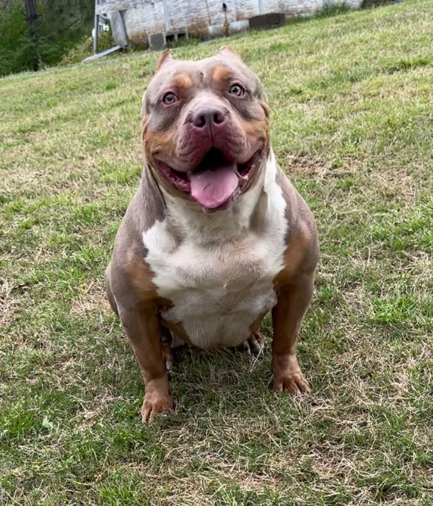 Dog Featured Image