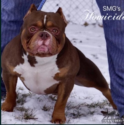 Dog Featured Image