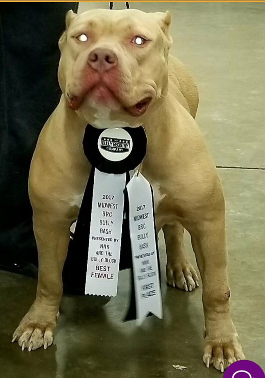 Dog Featured Image
