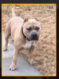 Dog Featured Image