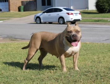 Dog Featured Image