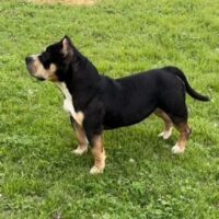 Dog Featured Image