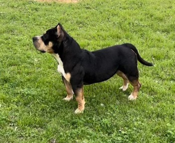 Dog Featured Image