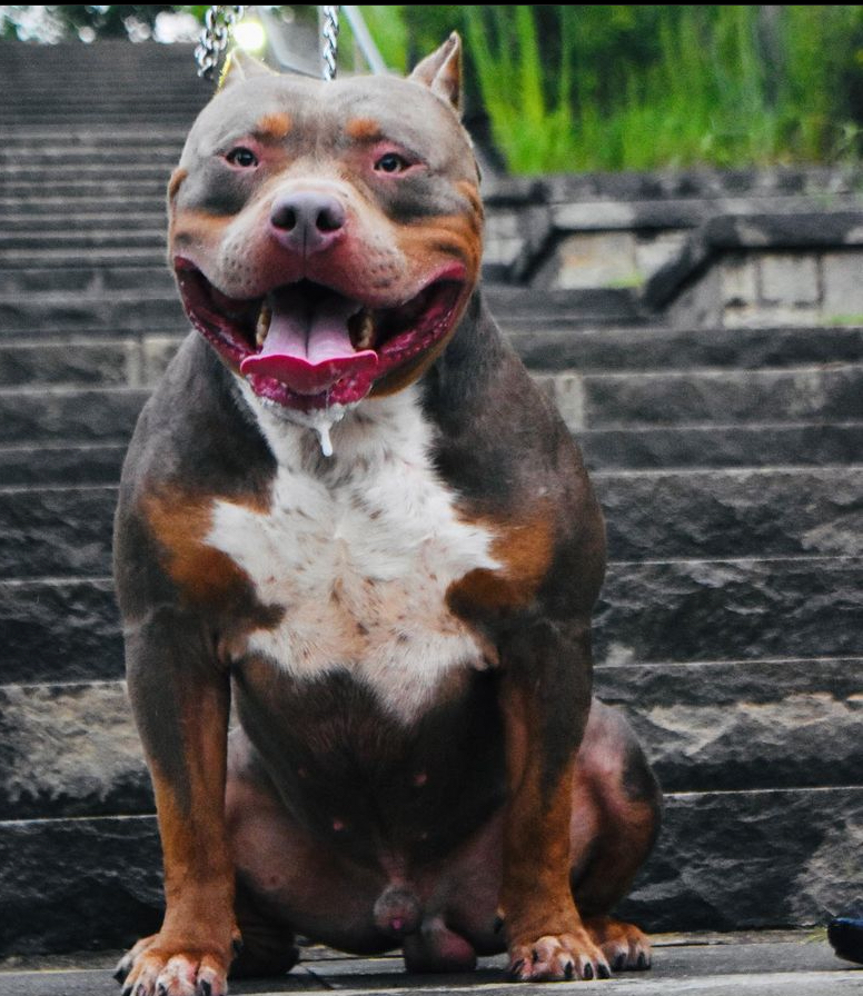 Dog Featured Image
