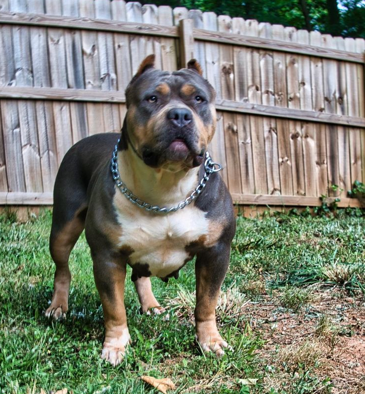Dog Featured Image