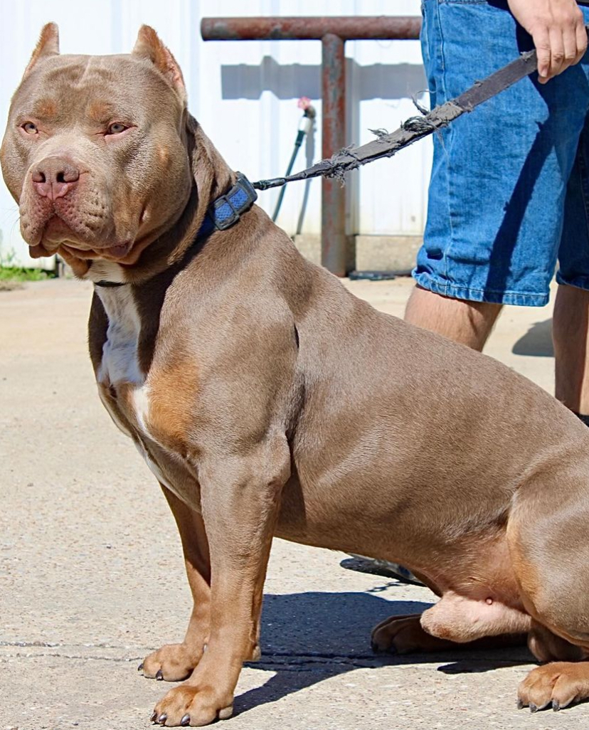 Dog Featured Image