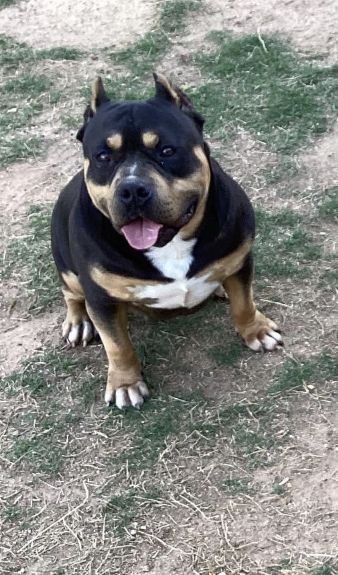 Dog Featured Image