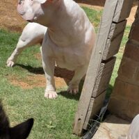 Dog Featured Image