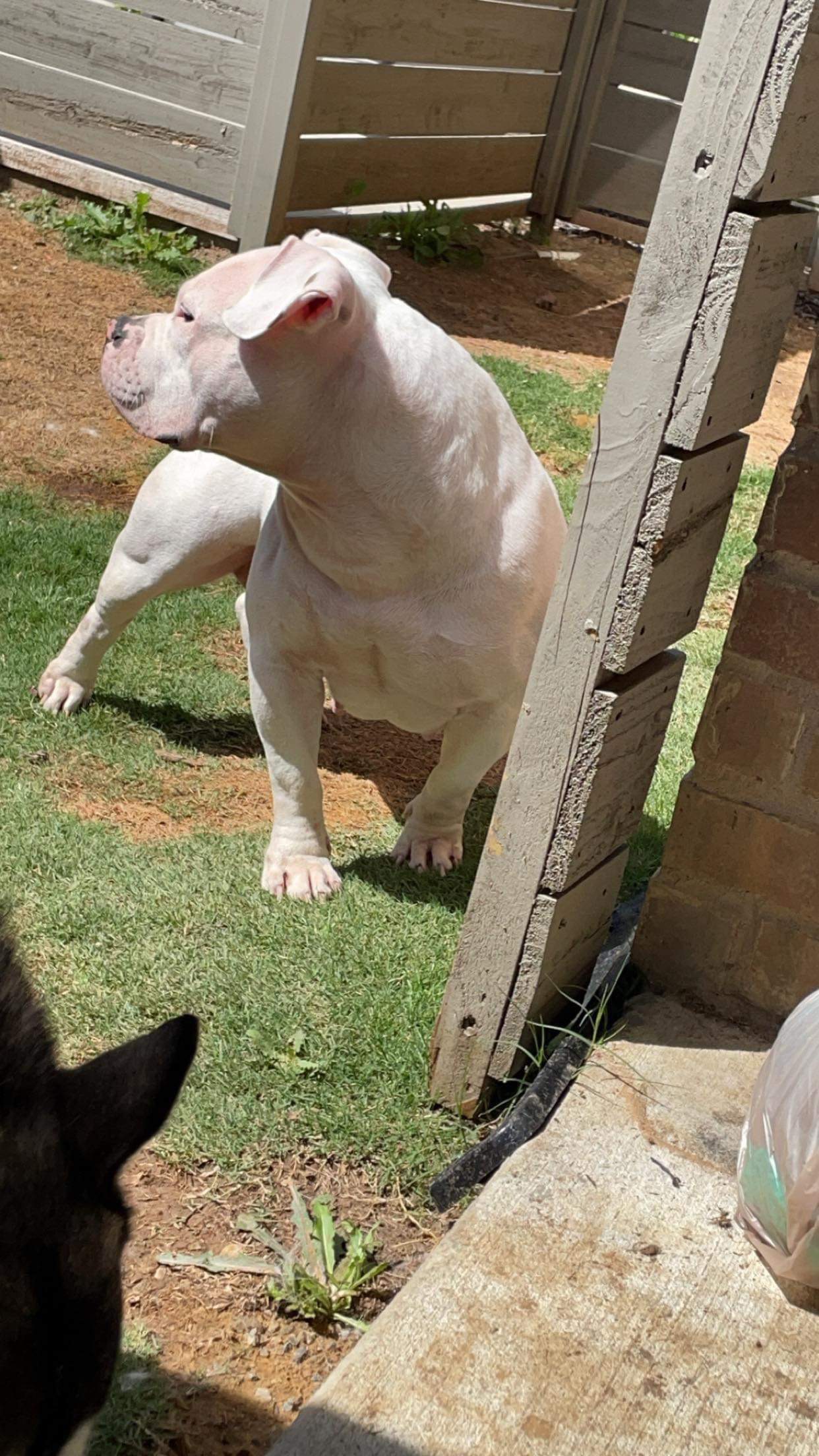 Dog Featured Image