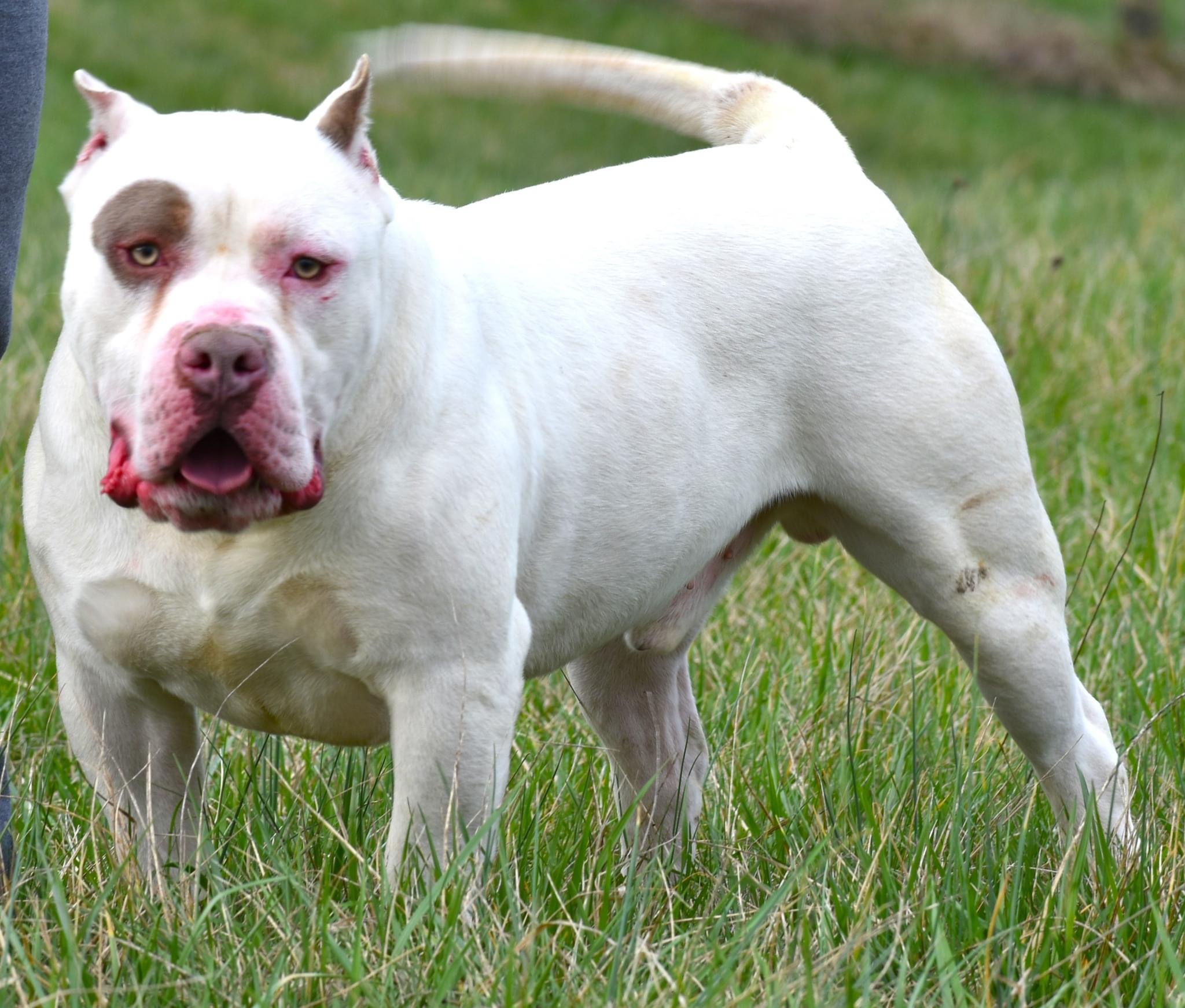 Dog Featured Image