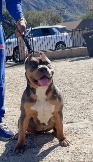 Dog Featured Image