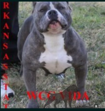Dog Featured Image